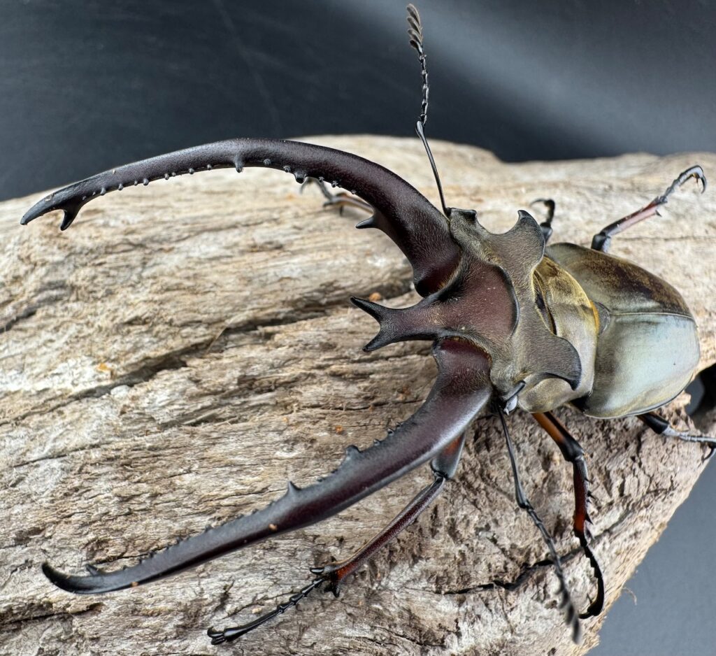 プラネットミヤマクワガタ原名亜種