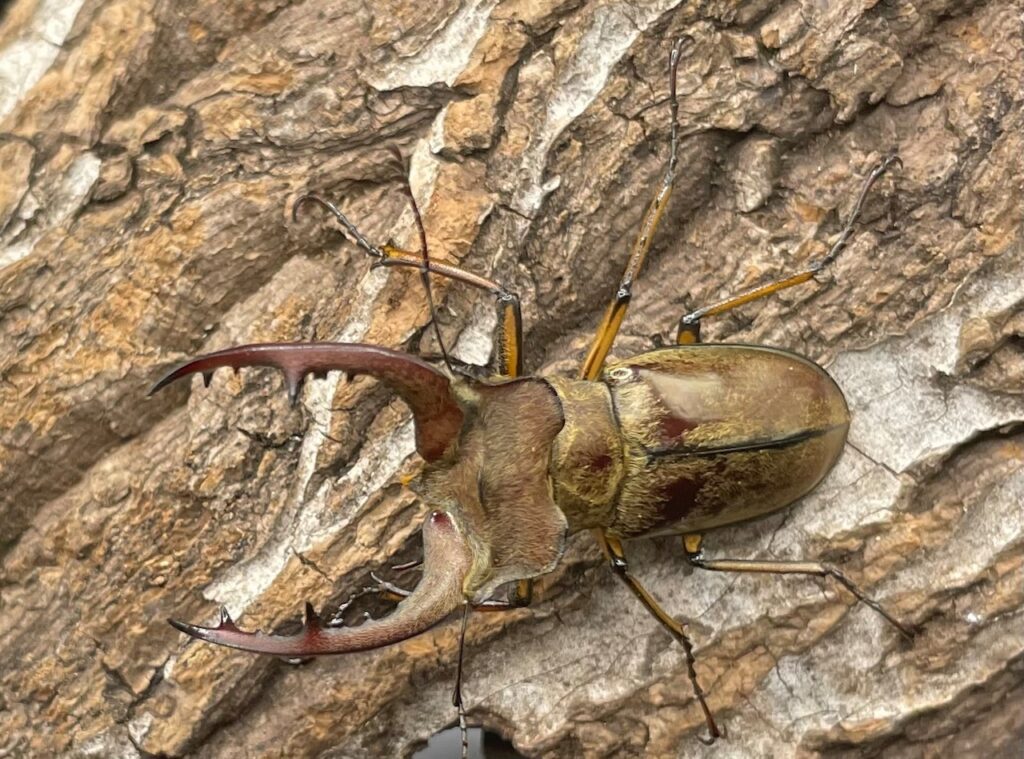 デランミヤマクワガタ原名亜種