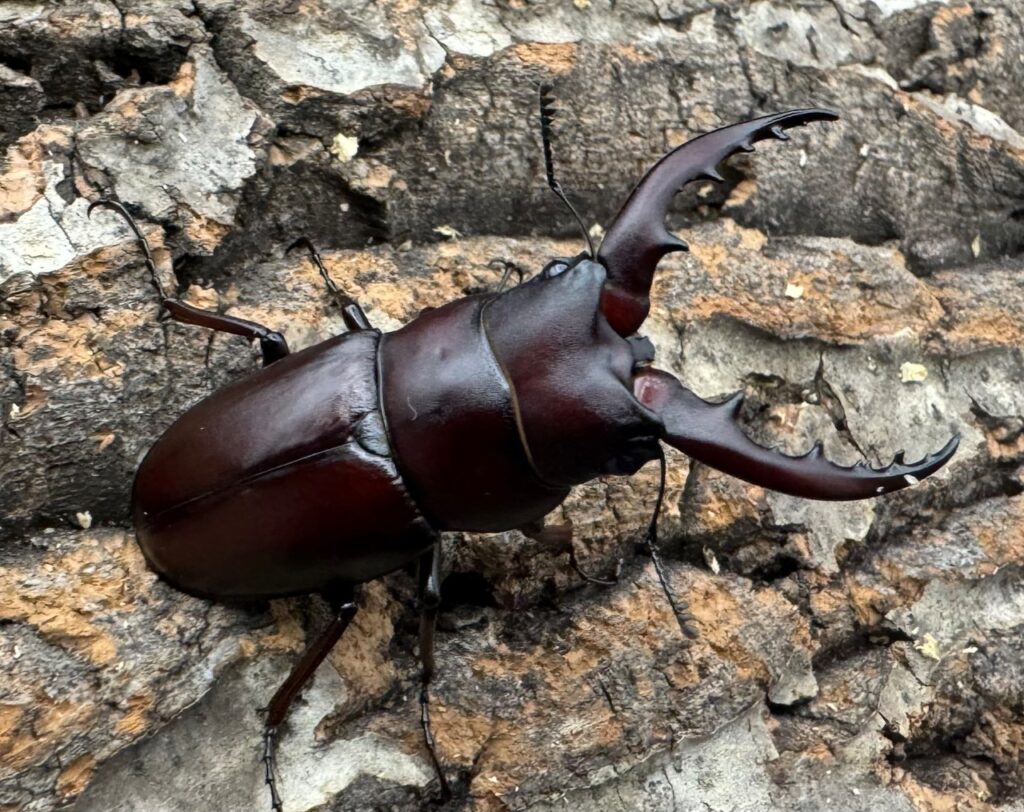 ヤエヤマノコギリクワガタ