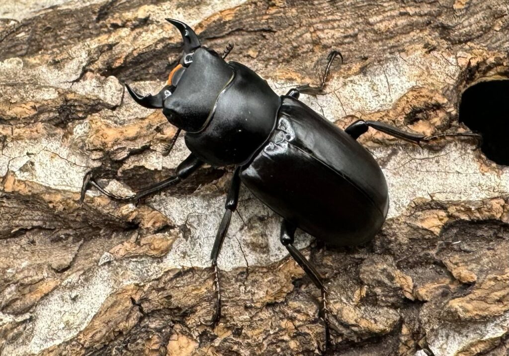 タオコクワガタ