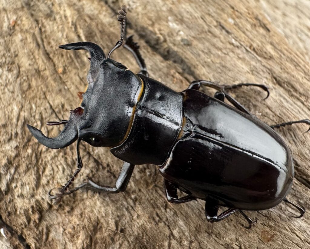 パンミヤマクワガタ