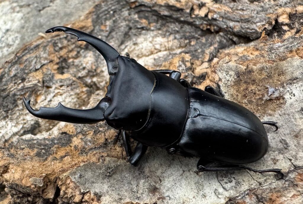 リョフスジクワガタ