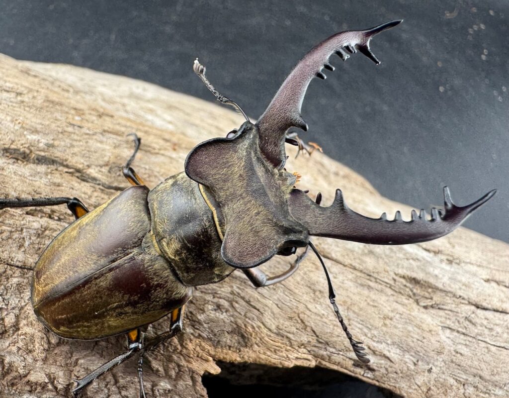 チョウセンミヤマクワガタ原名亜種