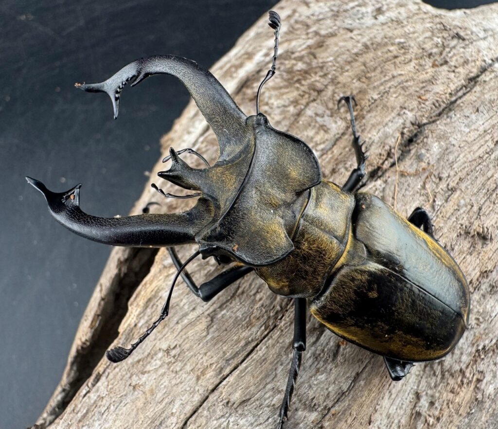 チベットミヤマクワガタ亜種singularis