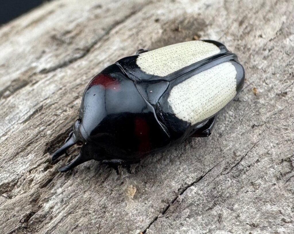 キモンツノホソカナブン