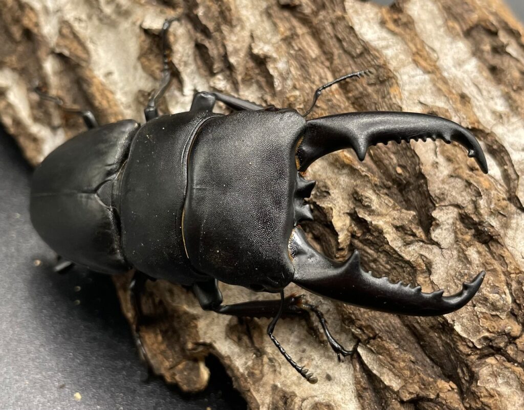 ヒラタクワガタ 中国東部亜種