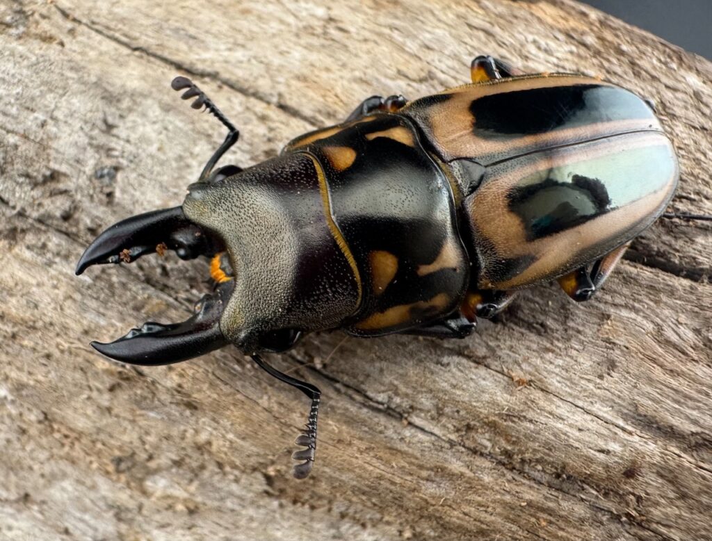 ゼブラノコギリクワガタ亜種ledae