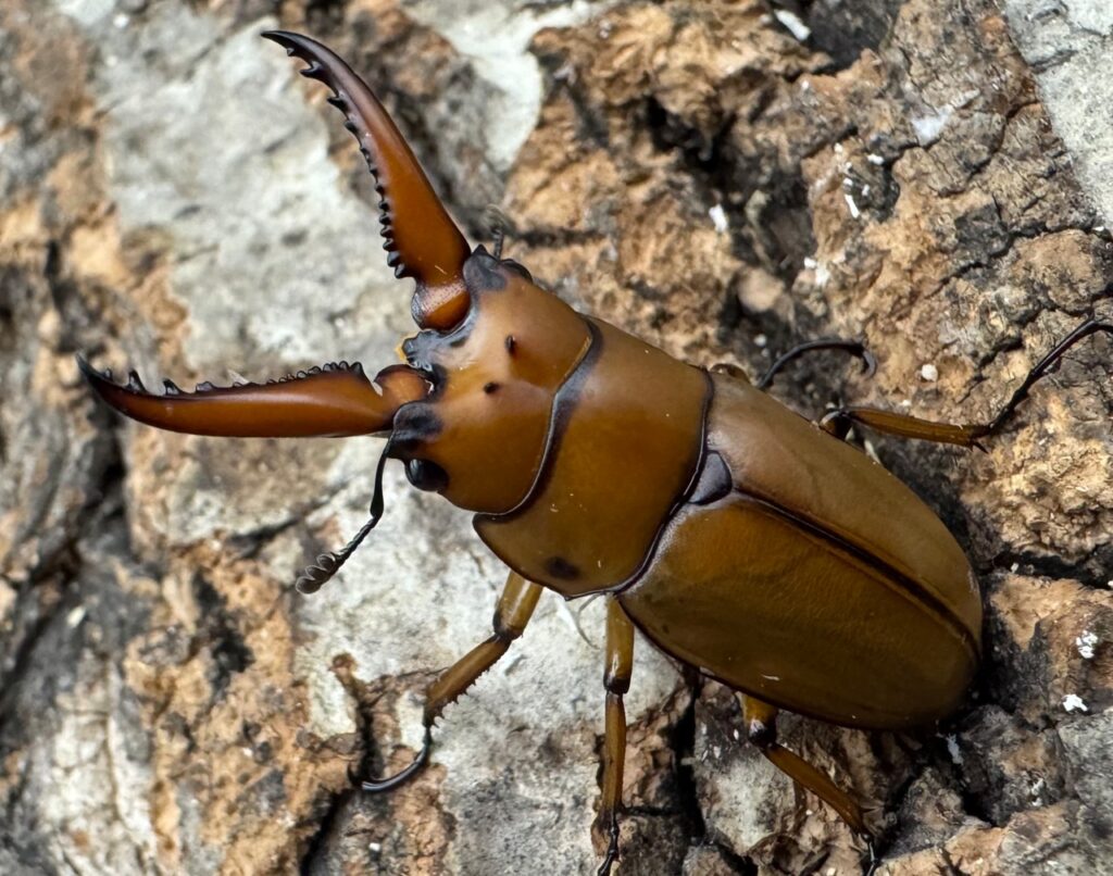 カスタネウスノコギリクワガタ原名亜種