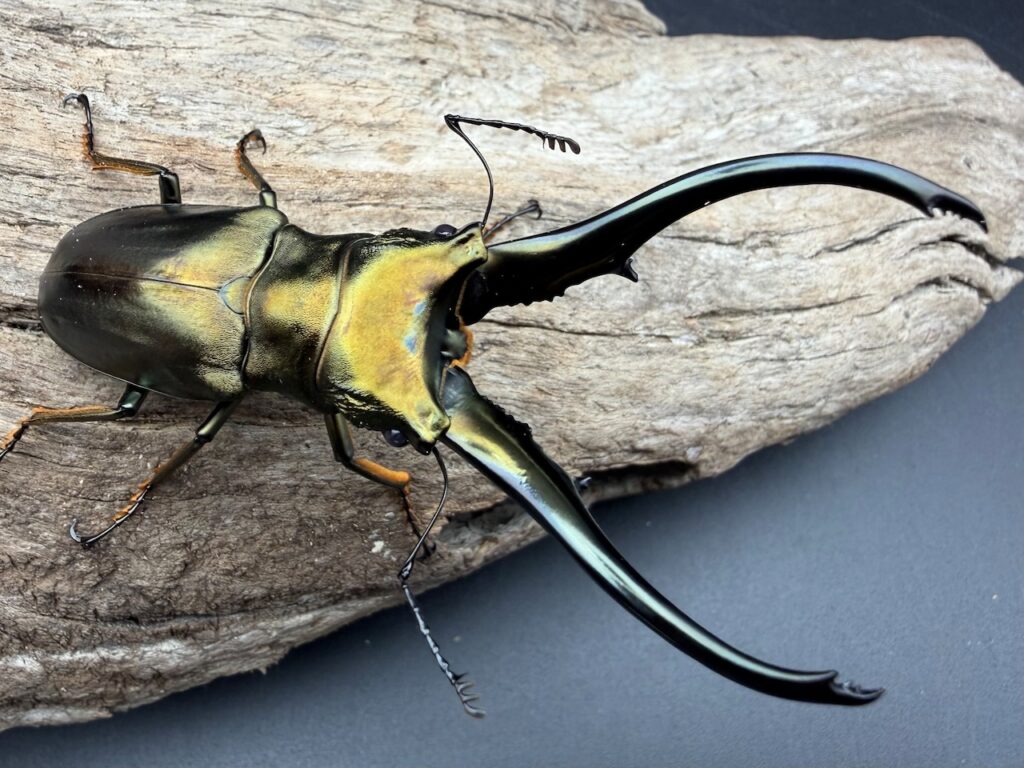 モンギロンホソアカクワガタ Arfak型