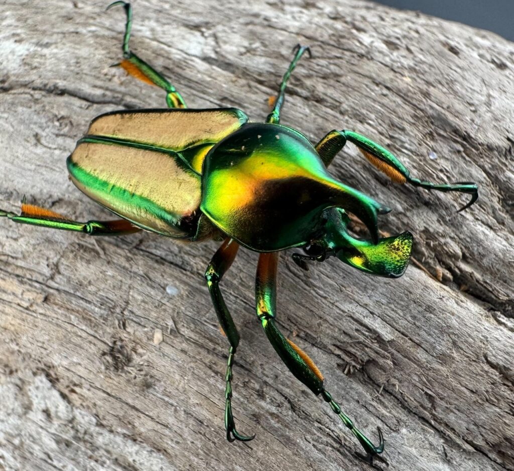 セブヒメカブトハナムグリ亜種オリエンタリス