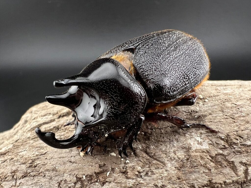 コルベヒサシサイカブト