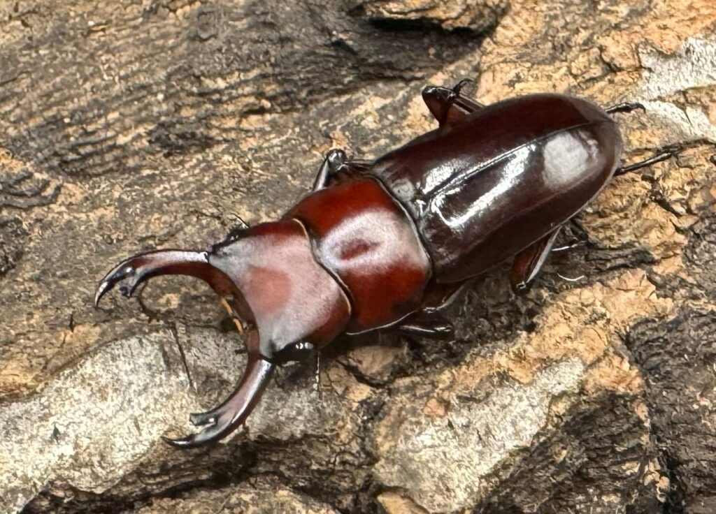 モートゥオセスジクワガタ原名亜種