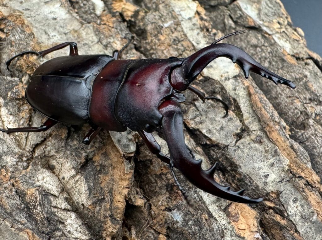 クロシマノコギリクワガタ