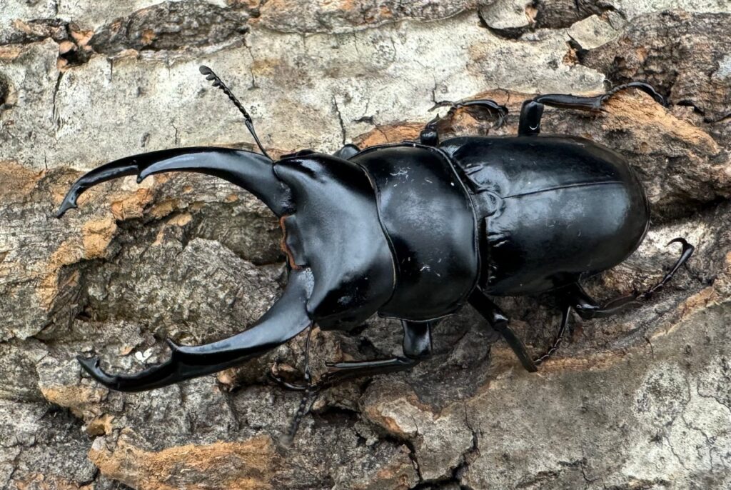 ネパレンシス ssp.（ネパールコクワガタ ssp.）