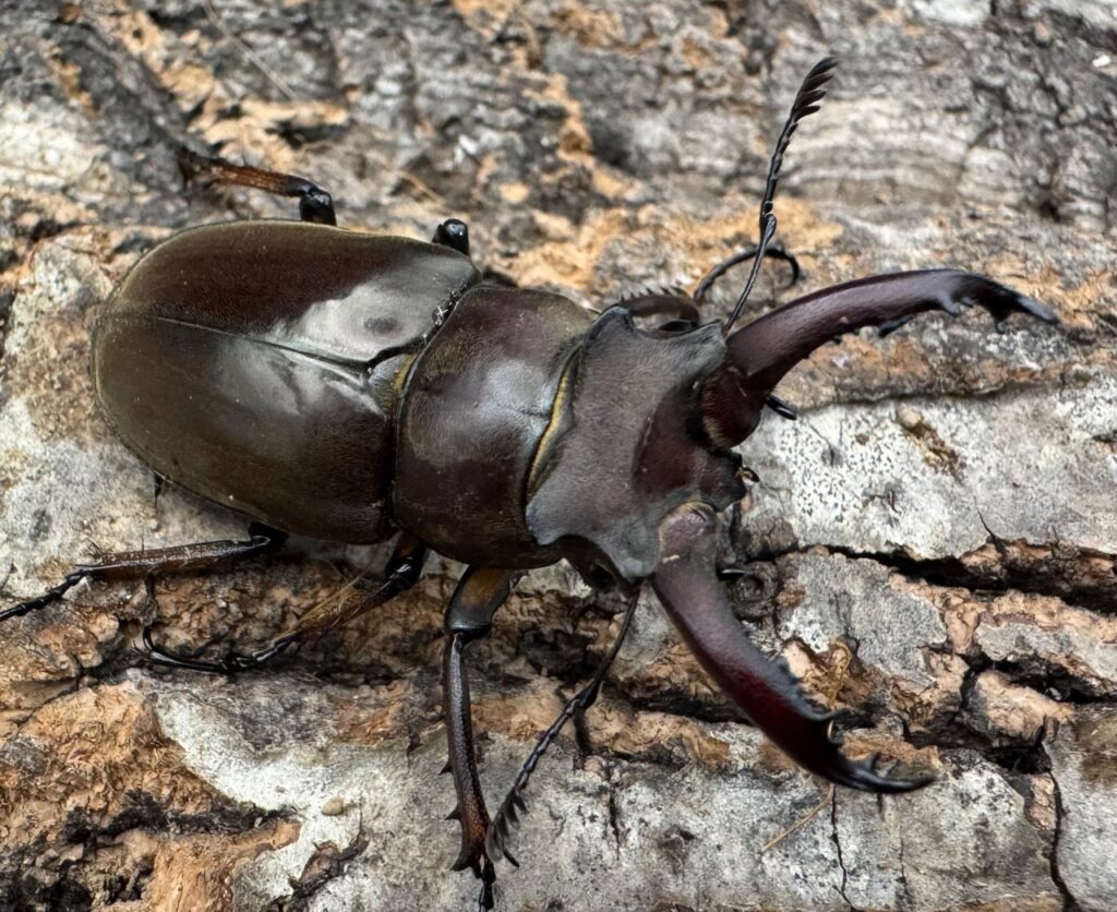 ゲアンミヤマクワガタ亜種phuongi