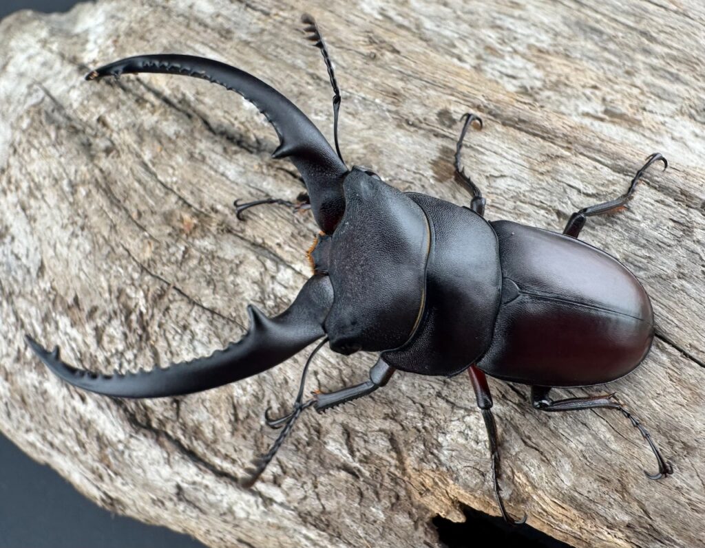 アンドレアスノコギリヒラタクワガタ