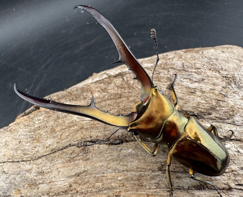 メタリフェルホソアカクワガタ亜種サンギレンシス