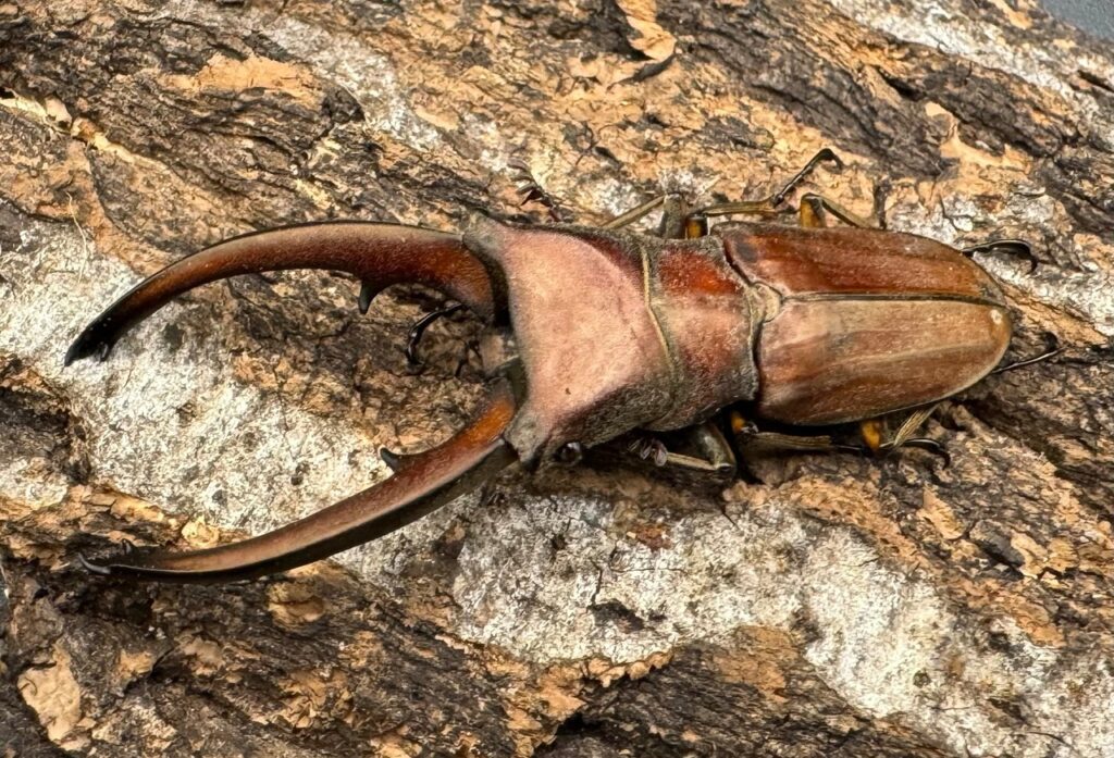 カナリクラトゥスホソアカクワガタ ジャワ亜種