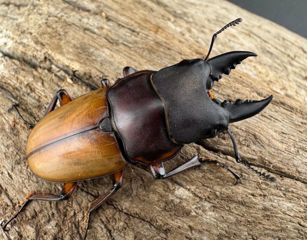 ラテラリスノコギリクワガタ亜種バヤニー