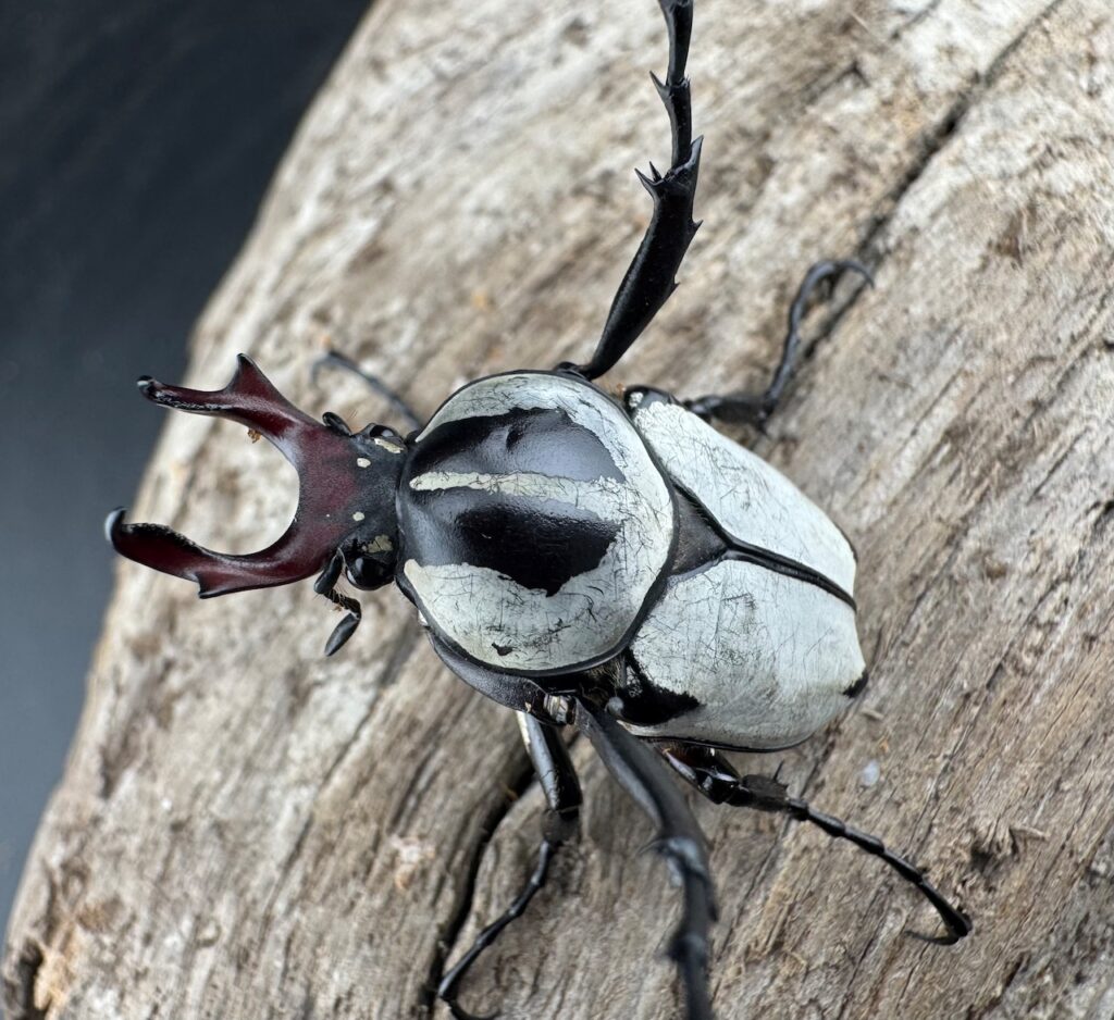 アダムスツノハナムグリ