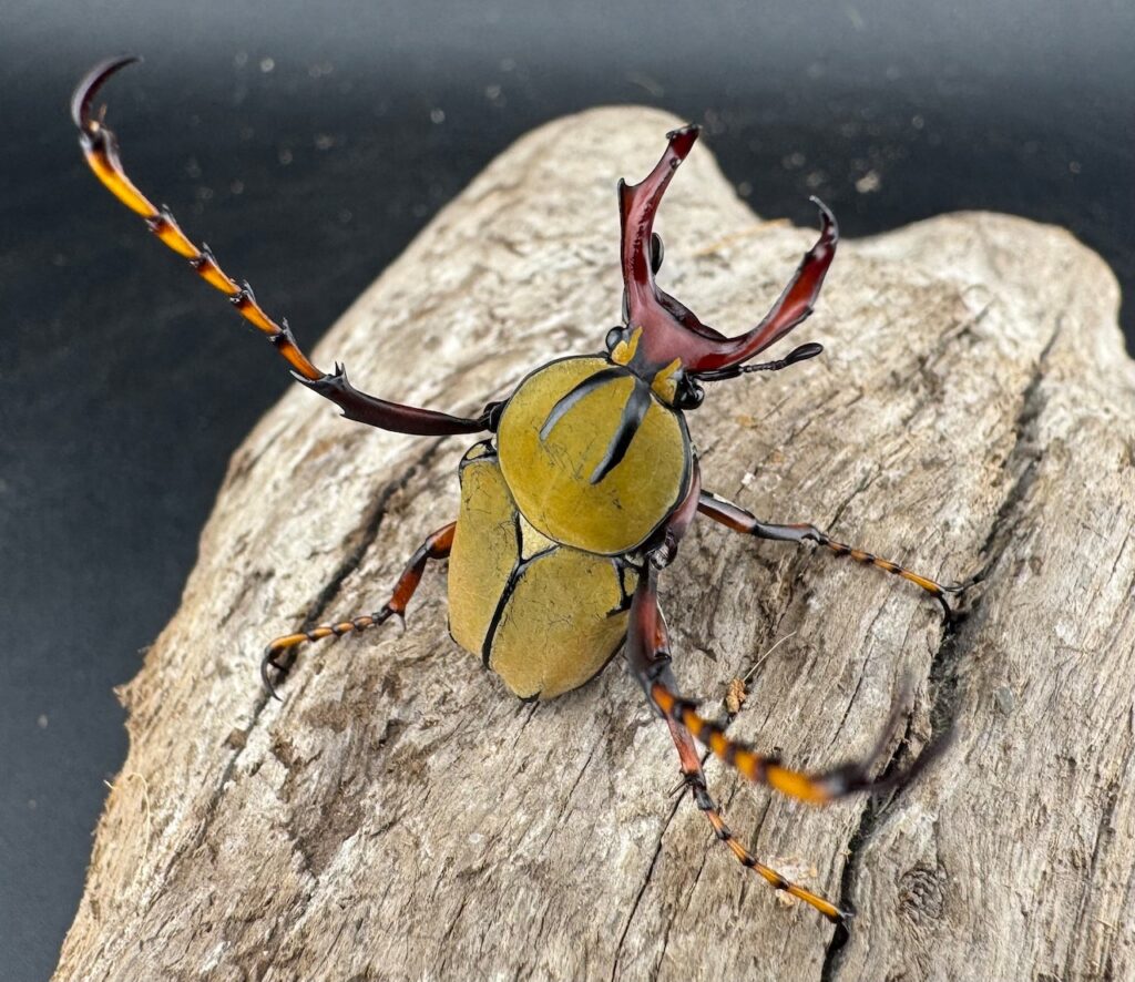 ワリックツノハナムグリ亜種bowringi