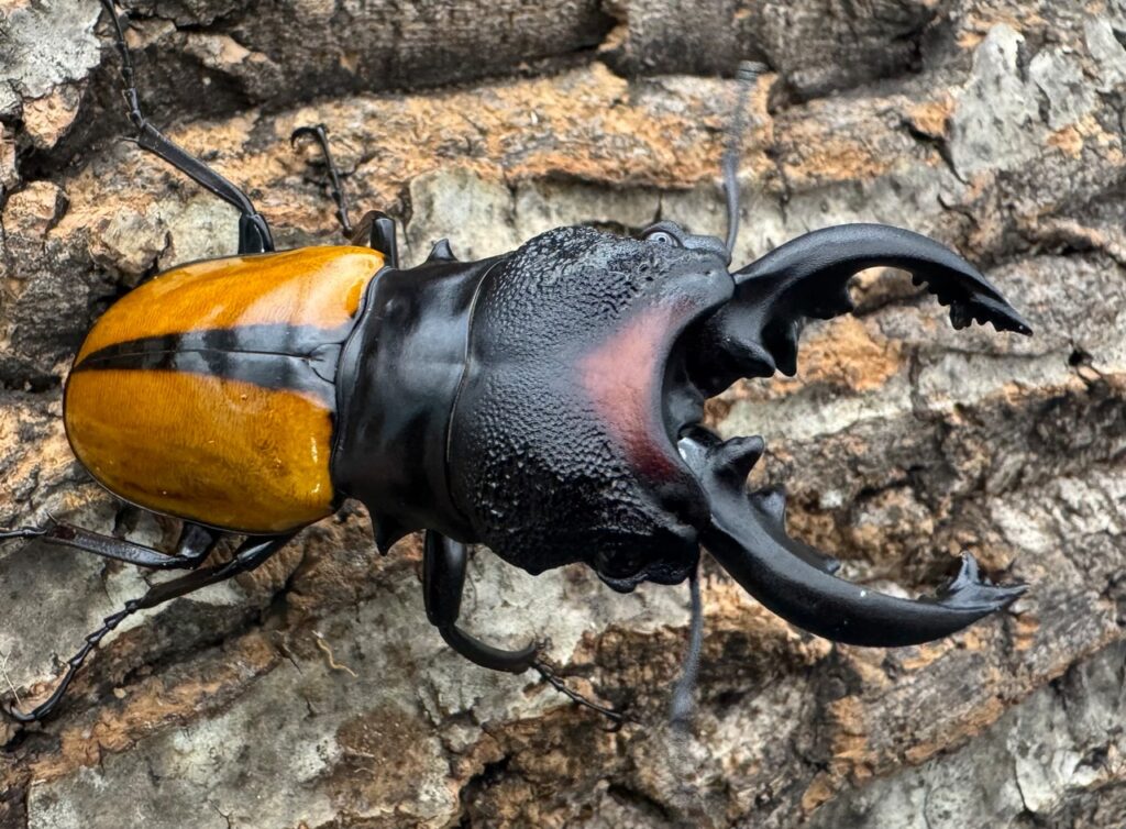 ボーレンホーベンツヤクワガタ