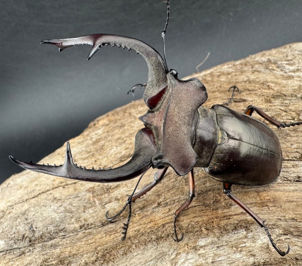 クラーツミヤマクワガタ原名亜種