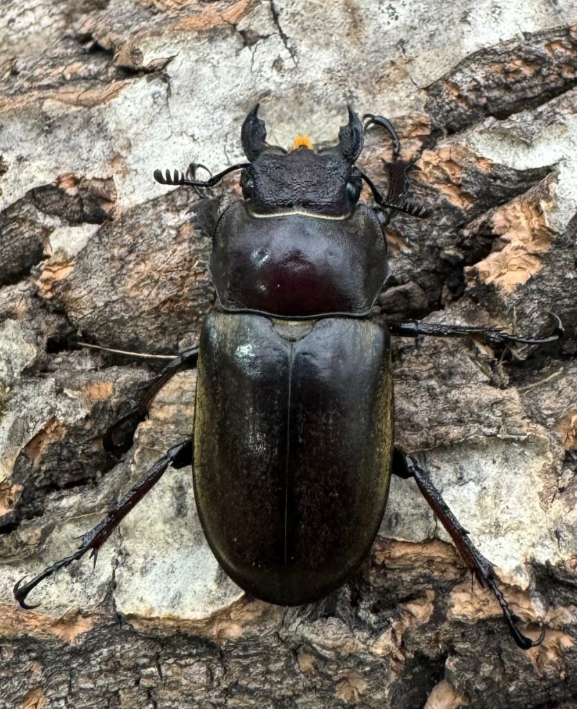 チベットミヤマクワガタ ssp.