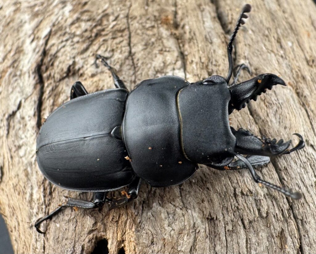 チュウゴクマルバネクワガタ原名亜種
