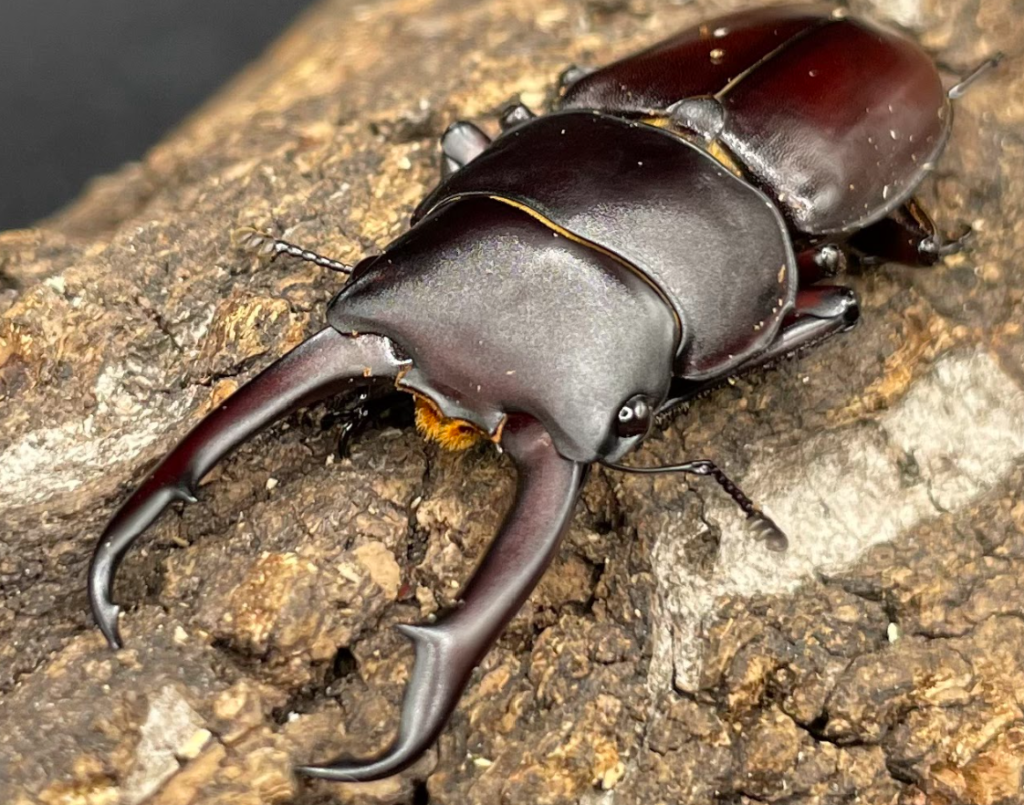 トカラコクワガタ