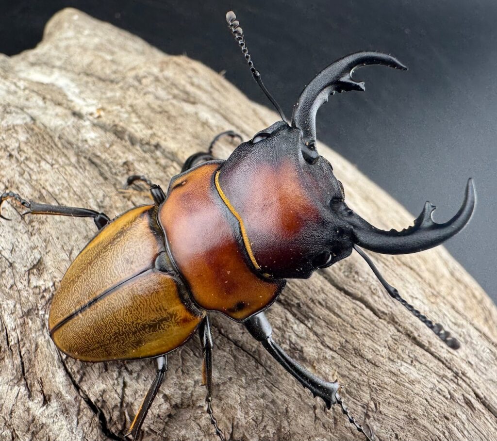 ゾンメルツヤクワガタ