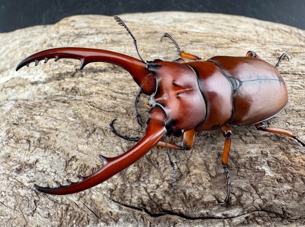 アスタコイデスノコギリクワガタ亜種fraternus