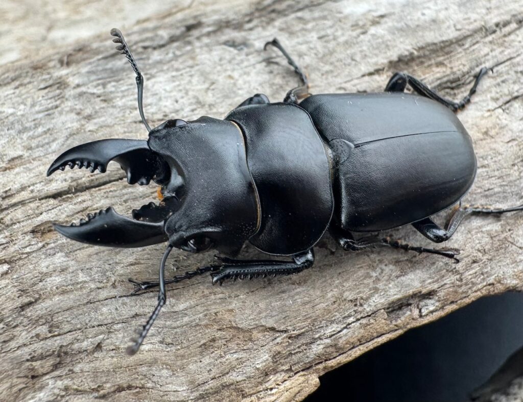 オーエンノコギリクワガタ亜種melli