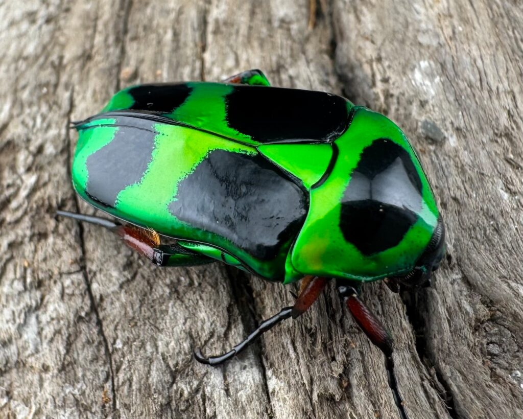 マックレーツヤカナブン