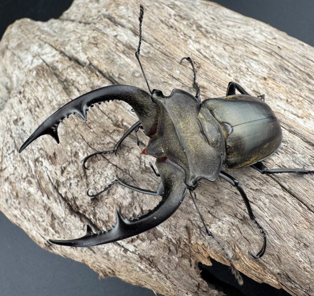 ノビリスミヤマクワガタ