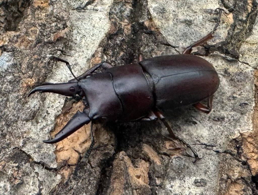 ミスティクスノコギリクワガタ亜種rusa