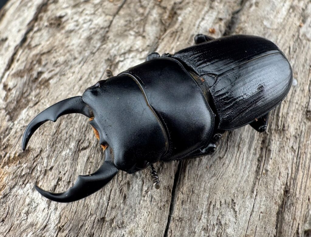 ラエビドルシスヒラタクワガタ原名亜種