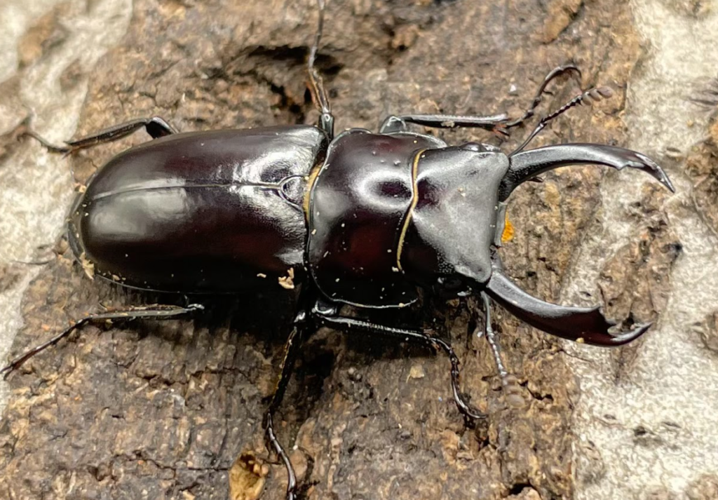 モーレンカンプコクワガタ原名亜種