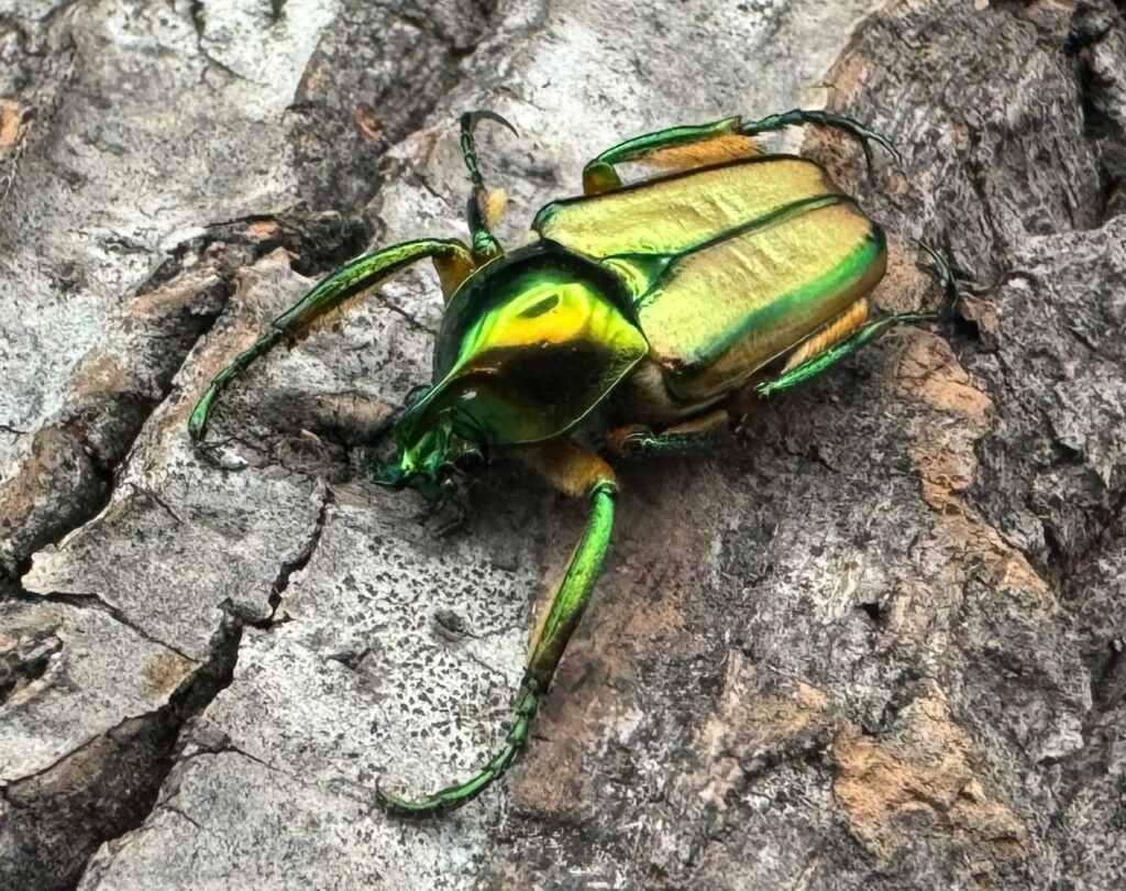 ルマウィンヒメカブトハナムグリ