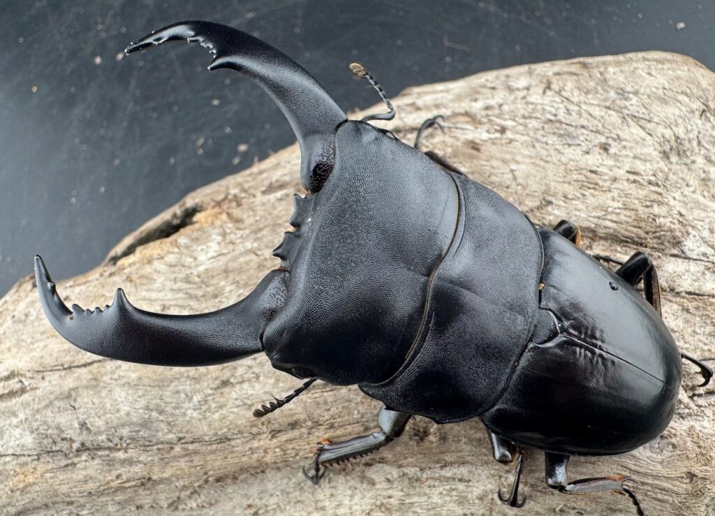 テイオウヒラタクワガタ（フィリピンヒラタクワガタ）