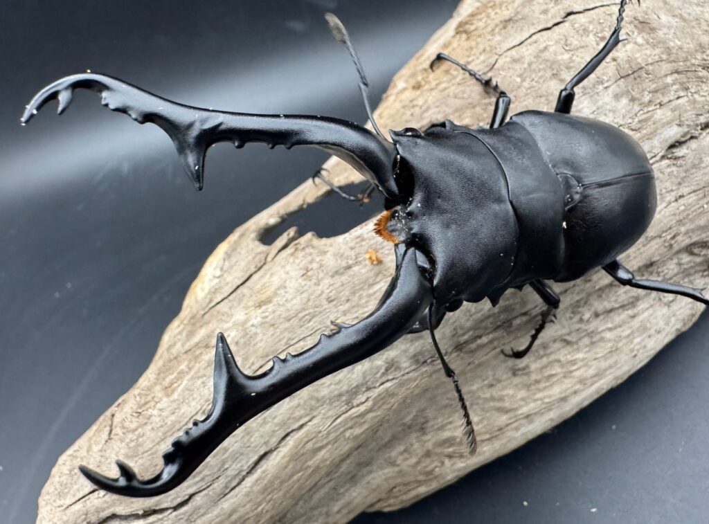 ギラファノコギリクワガタ亜種ケイスケ